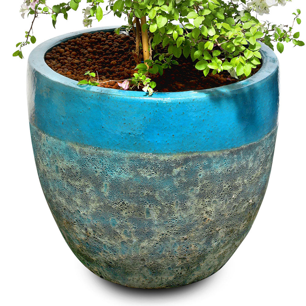 BOUGAINVILLEA MESCOLARE IN ALTEROSA IRONSTONE AQUA BLUE CERAMIC POT - بوغانفيليا ميسكولر في حوض ألتيروسا أيرونستون أكوا بلو