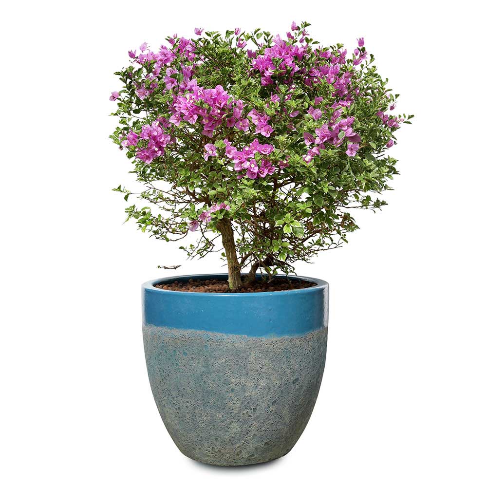 BOUGAINVILLEA ROMA IN ALTEROSA IRONSTONE AQUA BLUE CERAMIC POT - جهنمية روما في حوض ألتيروسا أيرونستون الازرق المميز