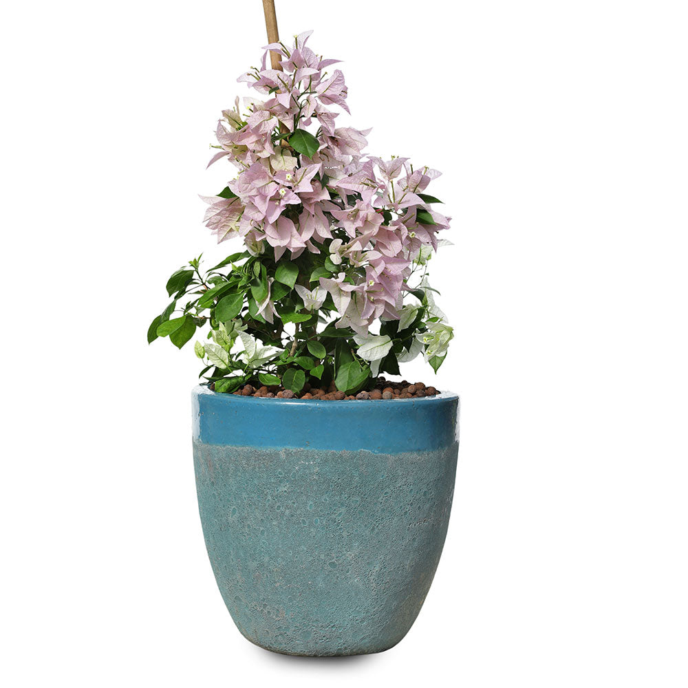 BOUGAINVILLEA PALERMO IN ALTEROSA IRONSTONE AQUA BLUE PLANTER - جهنمية باليرمو في حوض ألتيروسا أيرونستون أكوا بلو الأزرق