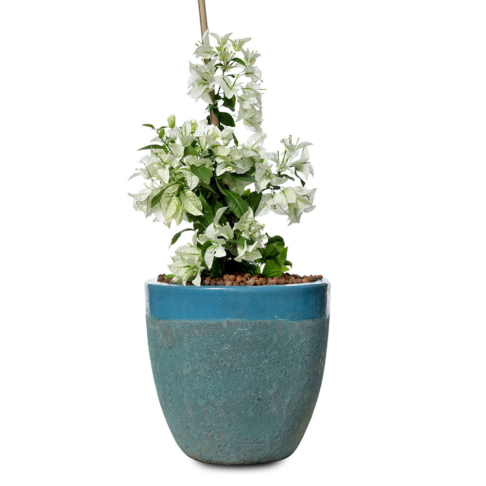 BOUGAINVILLEA PALERMO (WHITE) IN ALTEROSA IRONSTONE AQUA BLUE PLANTER - جهنمية باليرمو (أبيض) في حوض ألتيروسا أيرونستون أكوا بلو