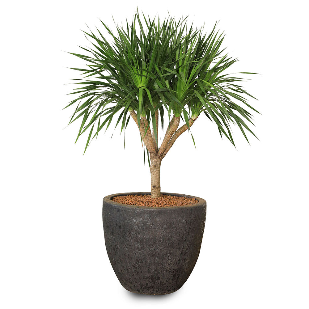 DRACAENA DRACO IN ALTEROSA BLACK PLANTER دراسينا دراكو في خزانا اسود 