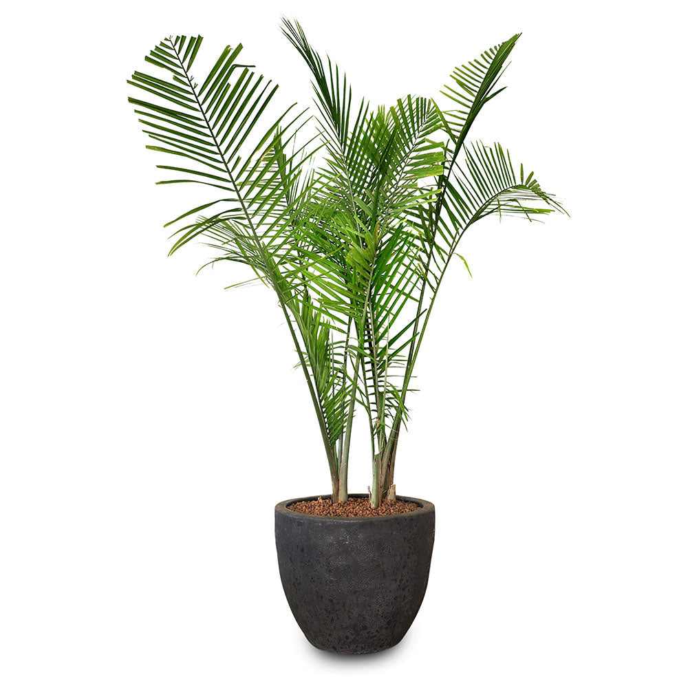 RAVENEA RIVULARIS IN ALTEROSA BLACK CERAMIC POT رافينيا في حوض التروسا اسود