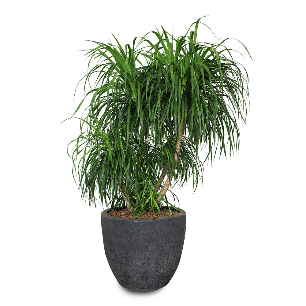 DRACAENA DRACO BRANCHED IN ALTEROSA BLACK POT دراسينا دراكو المتفرعه في حوض التروسا اسود