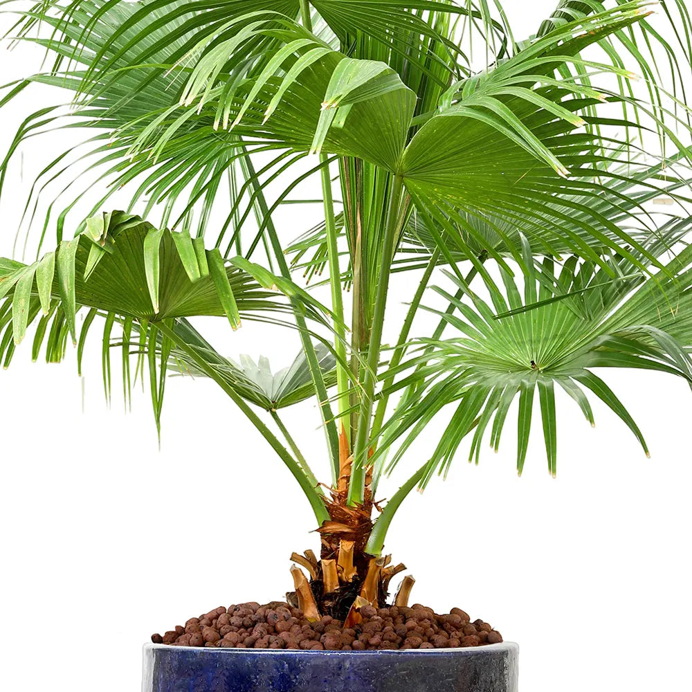 ليفستونيا الصينية في حوض ألتيروسا الأزرق - ارتفاع 200 سم