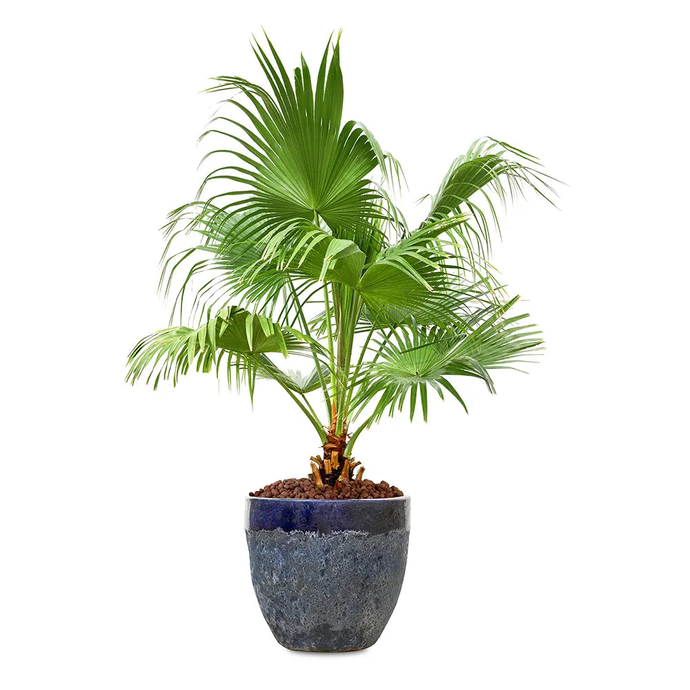 ليفستونيا الصينية في حوض ألتيروسا الأزرق - ارتفاع 200 سم