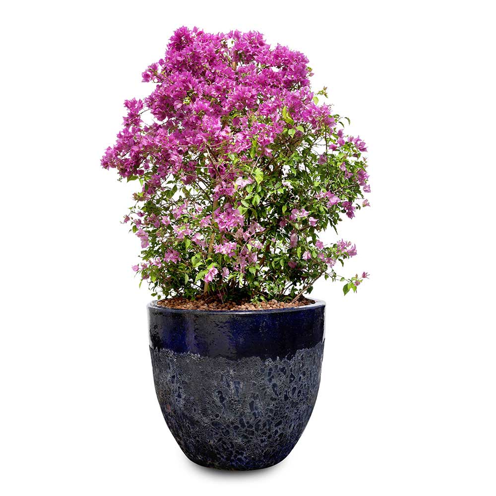 BOUGAINVILLEA COMO IN ALTEROSA BLUE CERAMIC POT - جهنمية كومو في حوض ألتيروسا باللون الأزرق