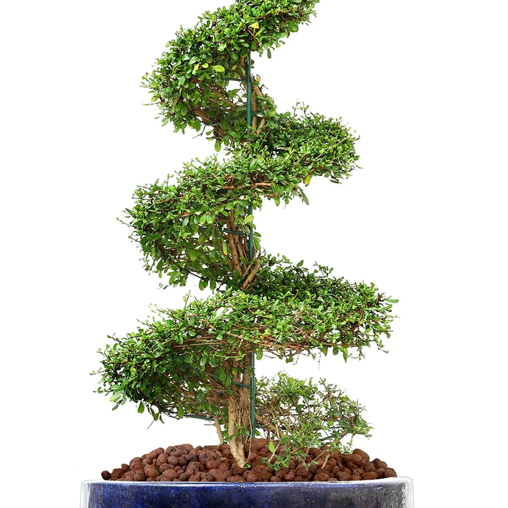 كارمونا ميكروفيلا في حوض ألتيروسا الأزرق - ارتفاع 230 سم