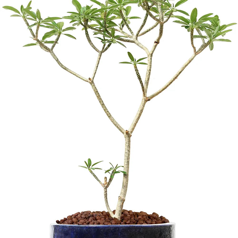 بلوماريا (فتنة) في حوض  ألتيروسا الأزرق الفاتح - ارتفاع 150 سم