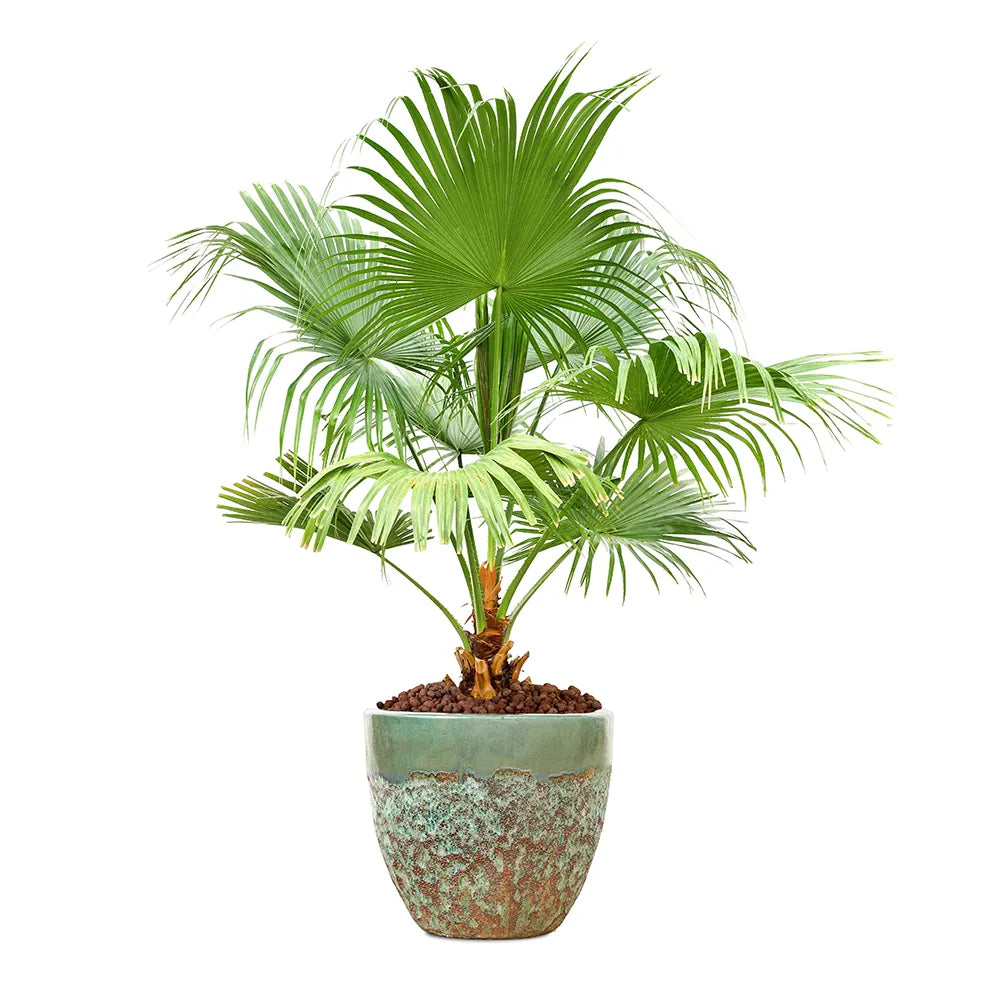 ليفستونيا الصينية في حوض ألتيروسا الأخضر - ارتفاع 200 سم