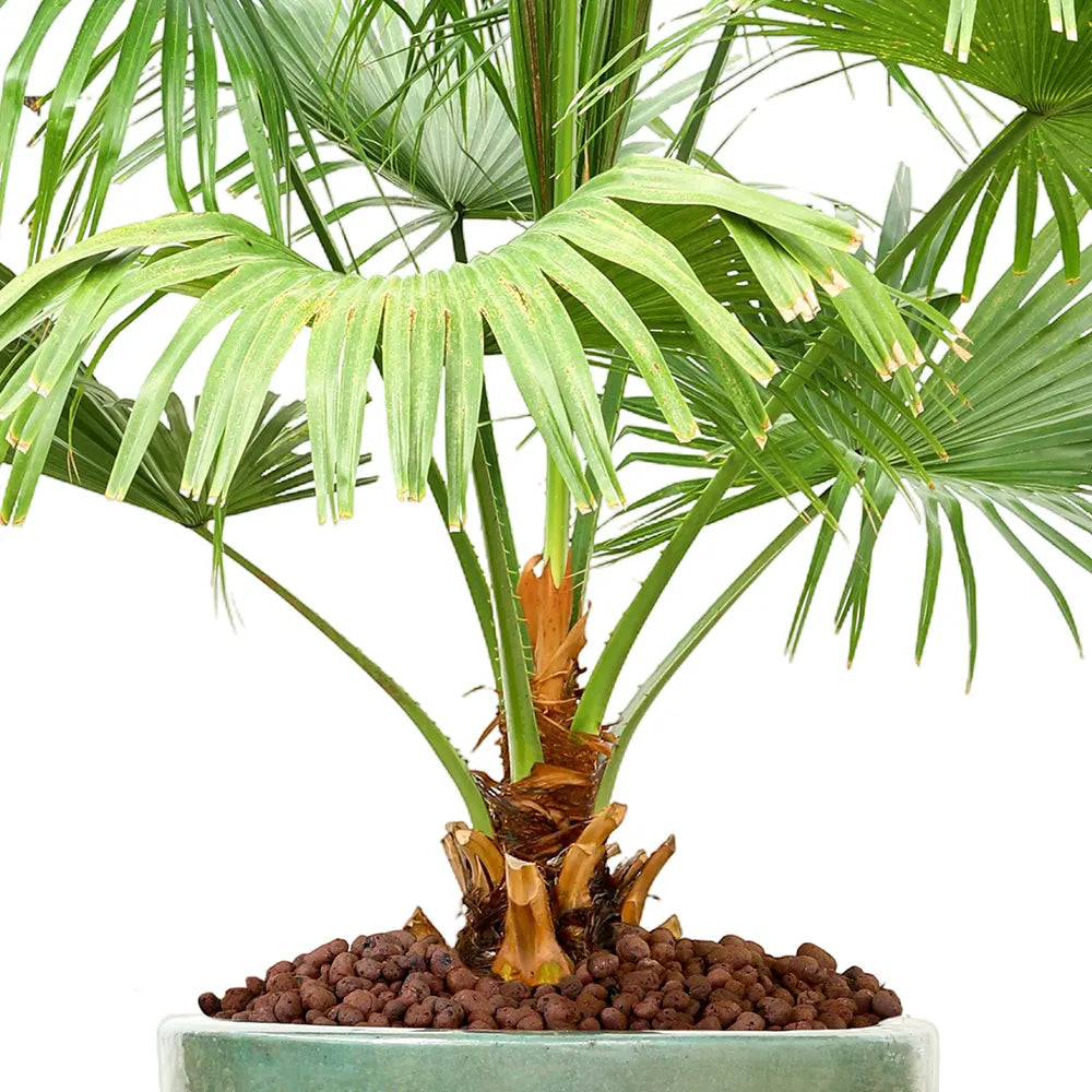 ليفستونيا الصينية في حوض ألتيروسا الأخضر - ارتفاع 200 سم