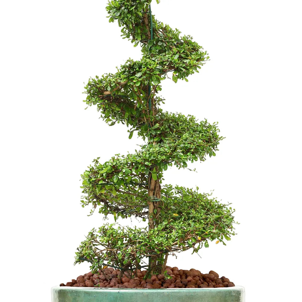 كارمونا ميكروفيلا في حوض ألتيروسا الأخضر - ارتفاع 230 سم