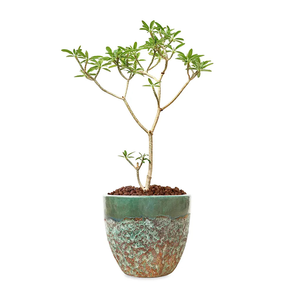 بلوماريا (فتنة) في حوض  ألتيروسا الأزرق الفاتح - ارتفاع 150 سم