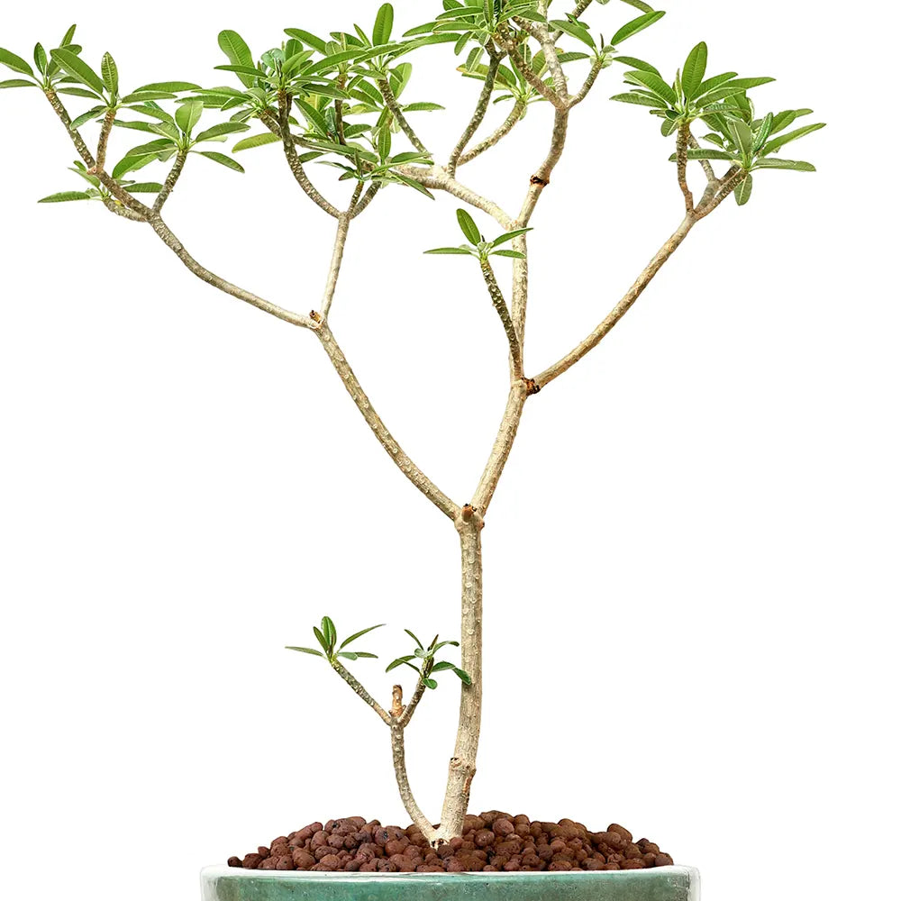 بلوماريا (فتنة) في حوض  ألتيروسا الأزرق الفاتح - ارتفاع 150 سم