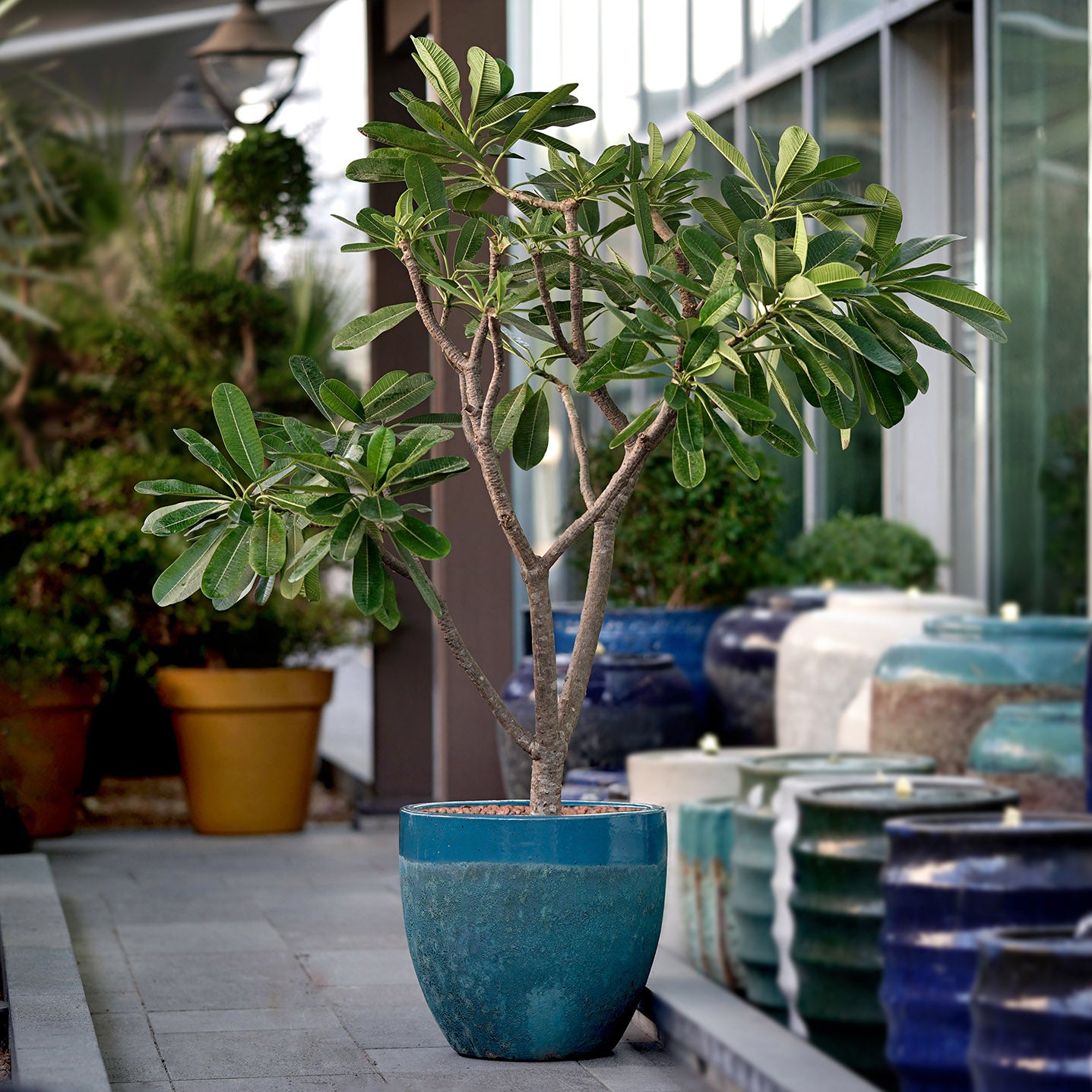 PLUMERIA OBTUSA IN ALTEROSA IRONSTONE AQUA BLUE CERAMIC POT - نبات بلوماريا (فتنة) في حوض اخضر مميز