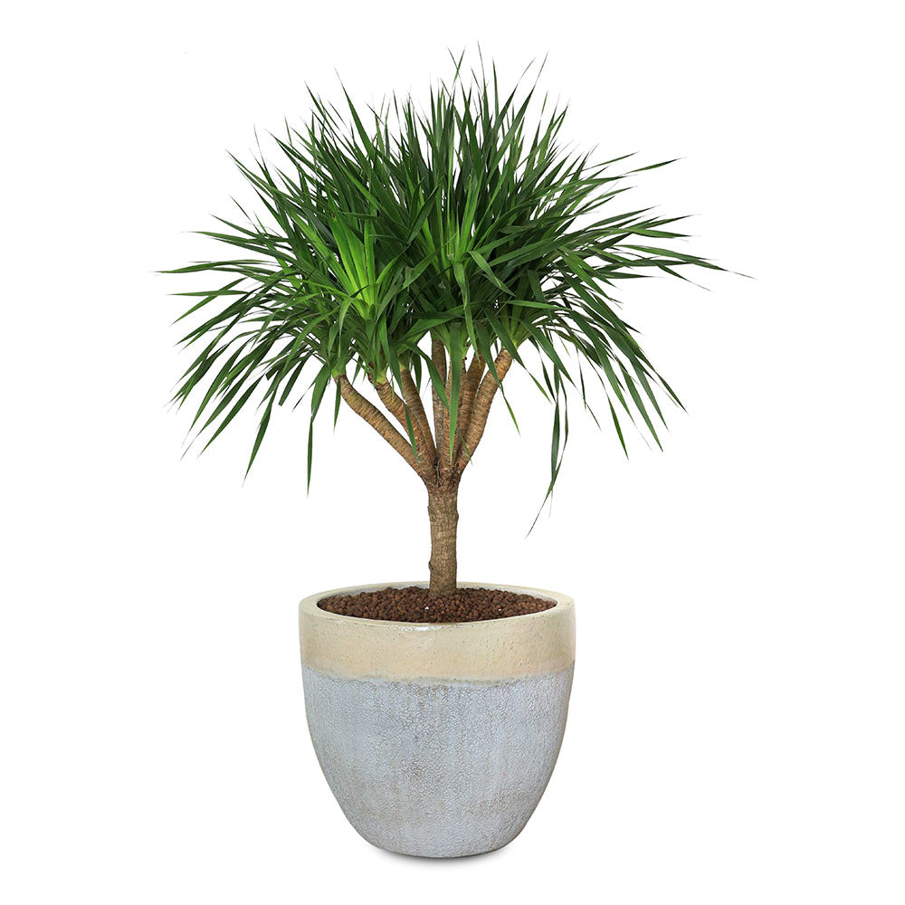 DRACAENA DRACO IN ALTEROSA CHALKY-WHITE PLANTER دراسينا دراكو في حوض جيرا ابيض 