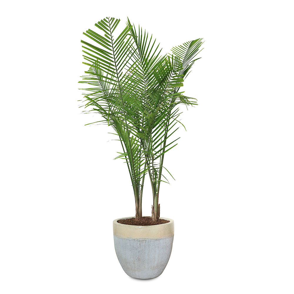 RAVENEA RIVULARIS IN CHALKY-WHITE PLANTER - نبتة رافينيا في حوض رياضي ابيض 