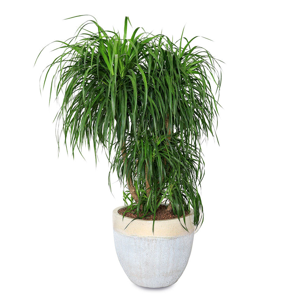 DRACAENA DRACO BRANCHED IN CHALKY-WHITE POT دراسينا دراكو المتفرعه في حوض  التروسا ابيض