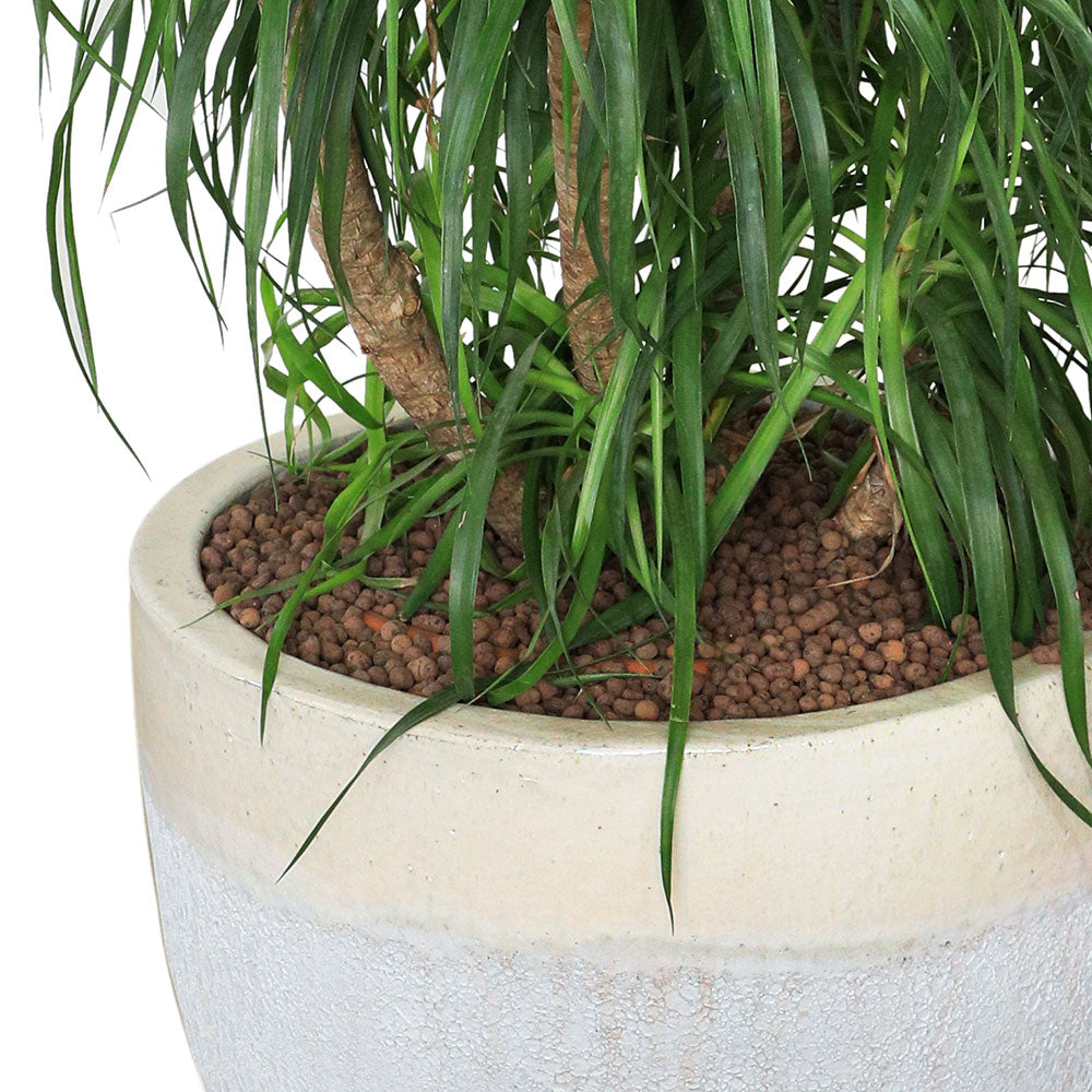 DRACAENA DRACO BRANCHED IN CHALKY-WHITE POT دراسينا دراكو المتفرعه في حوض  التروسا ابيض