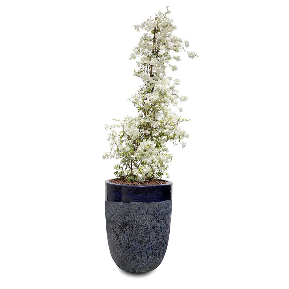 BOUGAINVILLEA MANAROLA IN PETROLINA BLUE CERAMIC POT - جهنمية مانارولا في حوض بترولينا الأزرق