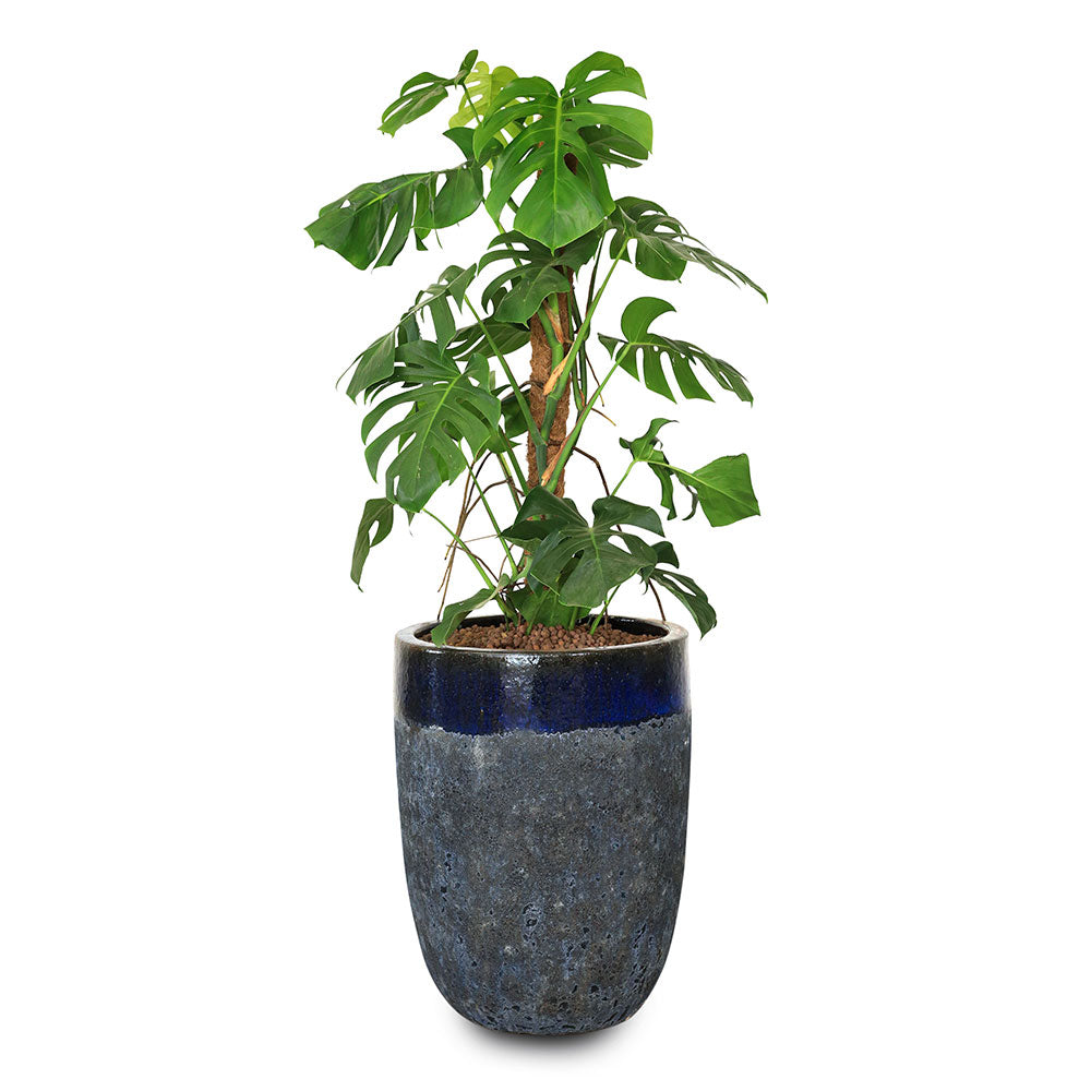 MONSTERA DELICIOSA MOSSTICK IN BLUE PLANTER مونستيرا في بترولينا ازرق 