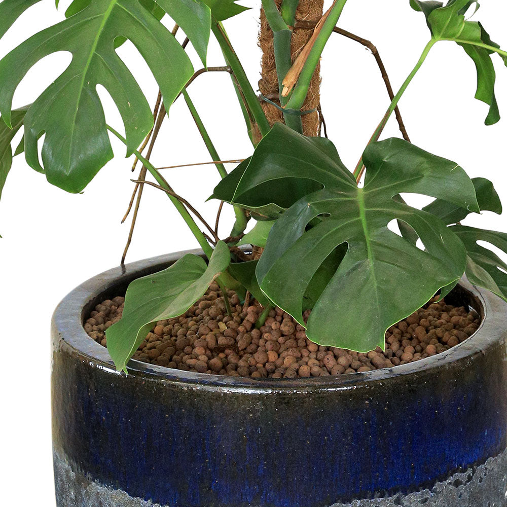 MONSTERA DELICIOSA MOSSTICK IN BLUE PLANTER مونستيرا في بترولينا ازرق 