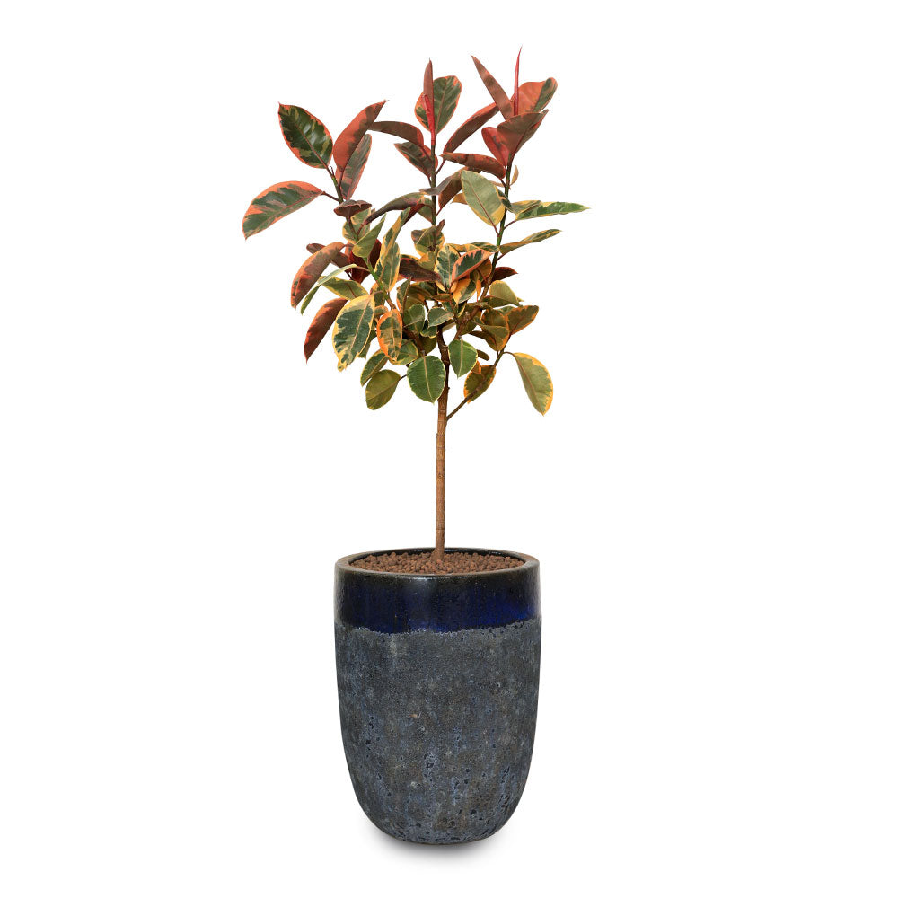 FICUS ELASTICA RUBRUM  IN BLUE CERAMIC POT فيكس مطاط في حوض بترولينا ازرق