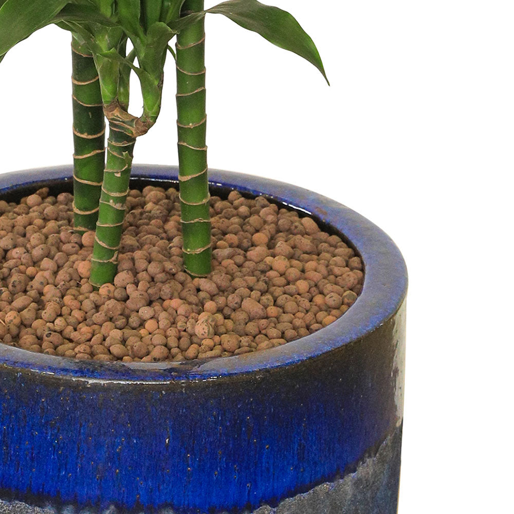 DRACAENA JANET IN BLUE CERAMIC POT دراسينا جانيت في حوض بترولينا ازرق