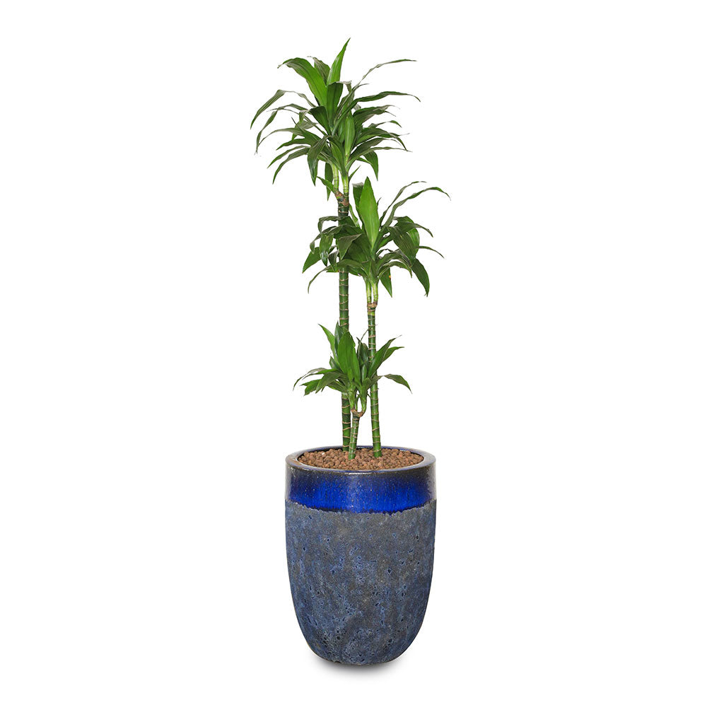 DRACAENA JANET IN BLUE CERAMIC POT دراسينا جانيت في حوض بترولينا ازرق