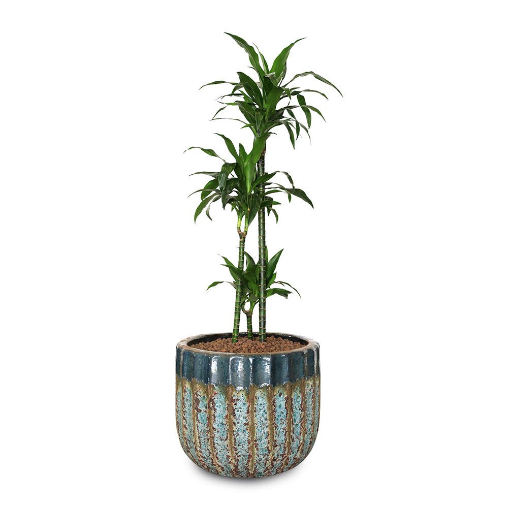 DRACAENA JANET IN MIST GREEN POT دراسينا جانيت في حوض بوتوكاتو