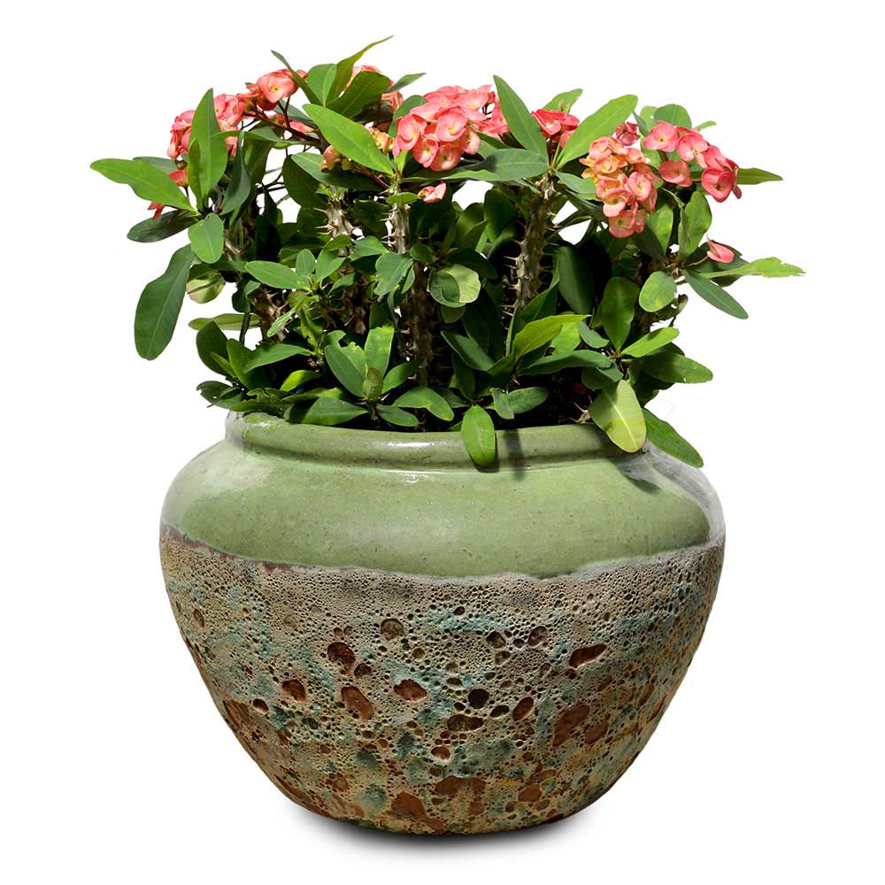 EUPHORBIA MILLI IN PIRAPORA DESIGNER APPLE GREEN PLANTER - يوفوربيا ميلي في حوضبل الأخضر المصمم من بيرابورا