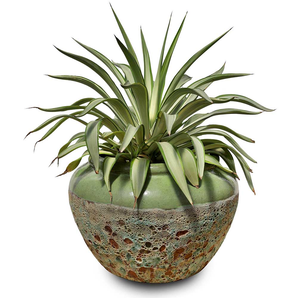 حوض AGAVE DESMETTIANA VARIEGATED IN PIRAPORA DESIGNER APPLE GREEN PLANTER - أجاف ديسميتانا في ابل المصمم الأخضر من بيرابورا