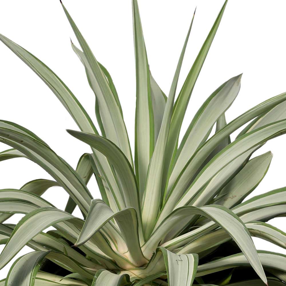 حوض AGAVE DESMETTIANA VARIEGATED IN PIRAPORA DESIGNER APPLE GREEN PLANTER - أجاف ديسميتانا في ابل المصمم الأخضر من بيرابورا