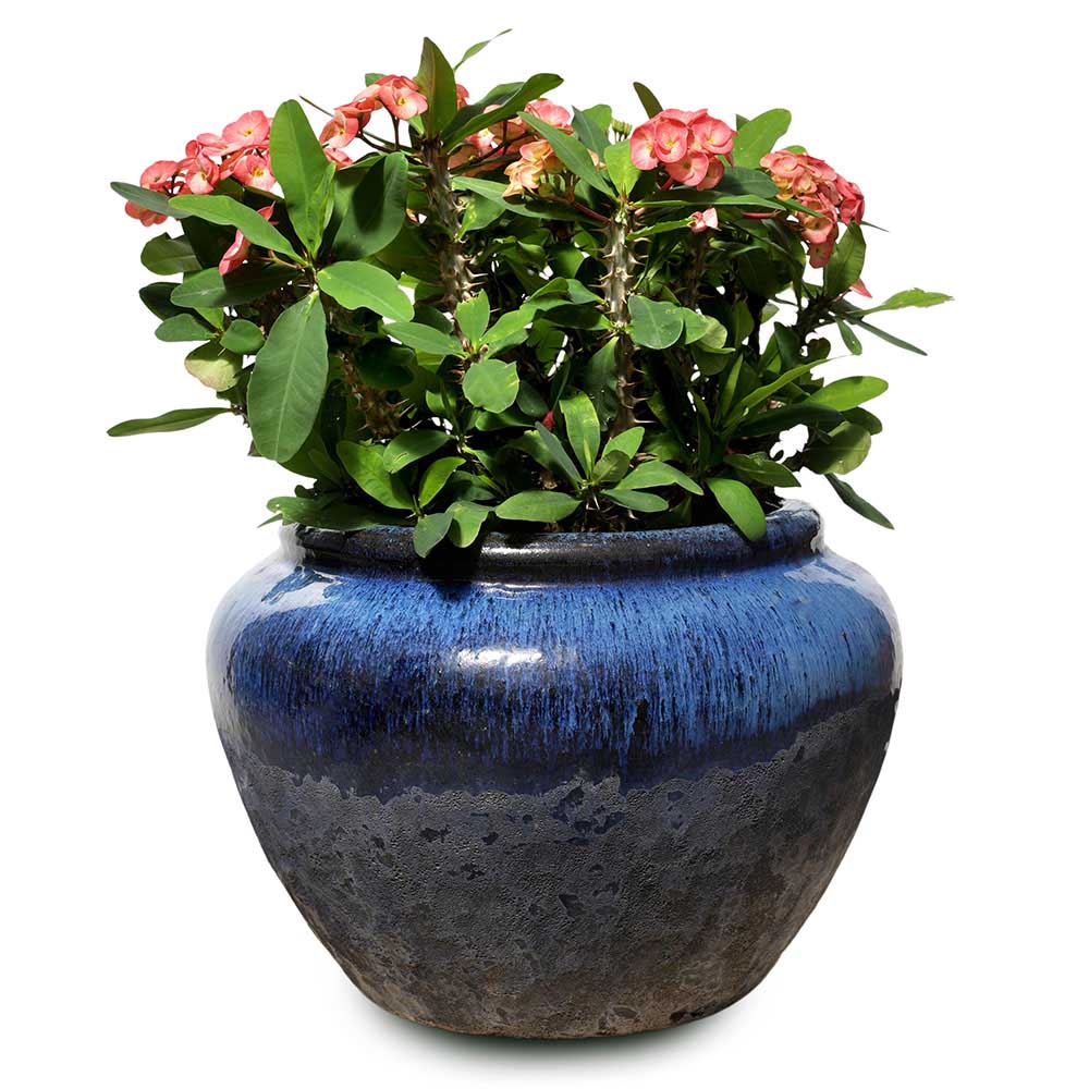 EUPHORBIA MILLI IN PIRAPORA BLUE DESIGNER CERAMIC POT - يوفوربيا ميلي في حوض مصمم باللون الأزرق من بيرابورا