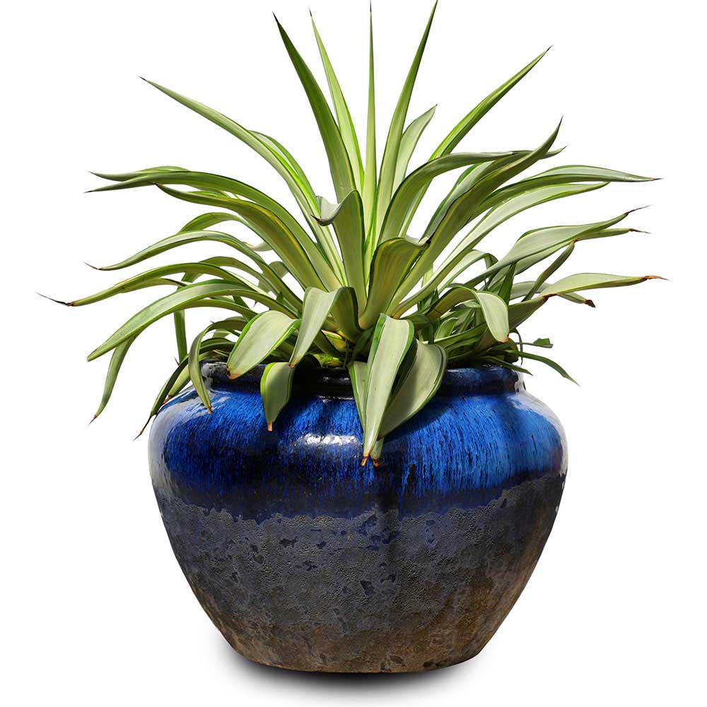 AGAVE DESMETTIANA VARIEGATED IN PIRAPORA BLUE CERAMIC DESIGNER POT - أجاف ديسميتانا في حوض مصمم باللون الأزرق من بيرابورا