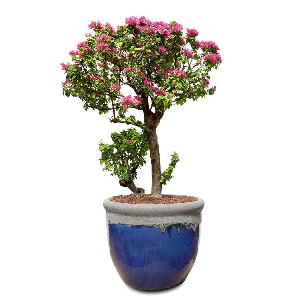 BOUGAINVILLEA CATANIA BONSAI IN BREVES WHITE-BLUE CERAMIC POT - جهنمية كاتانيا بونساي في حوض بريف الأبيض والأزرق