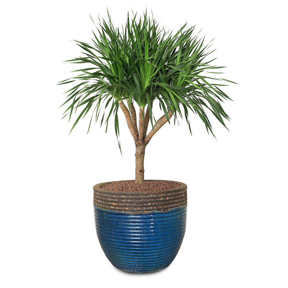 DRACAENA DRACO IN BROWN-BLUE POT - دراسينا دراكو في حوض فرانكا