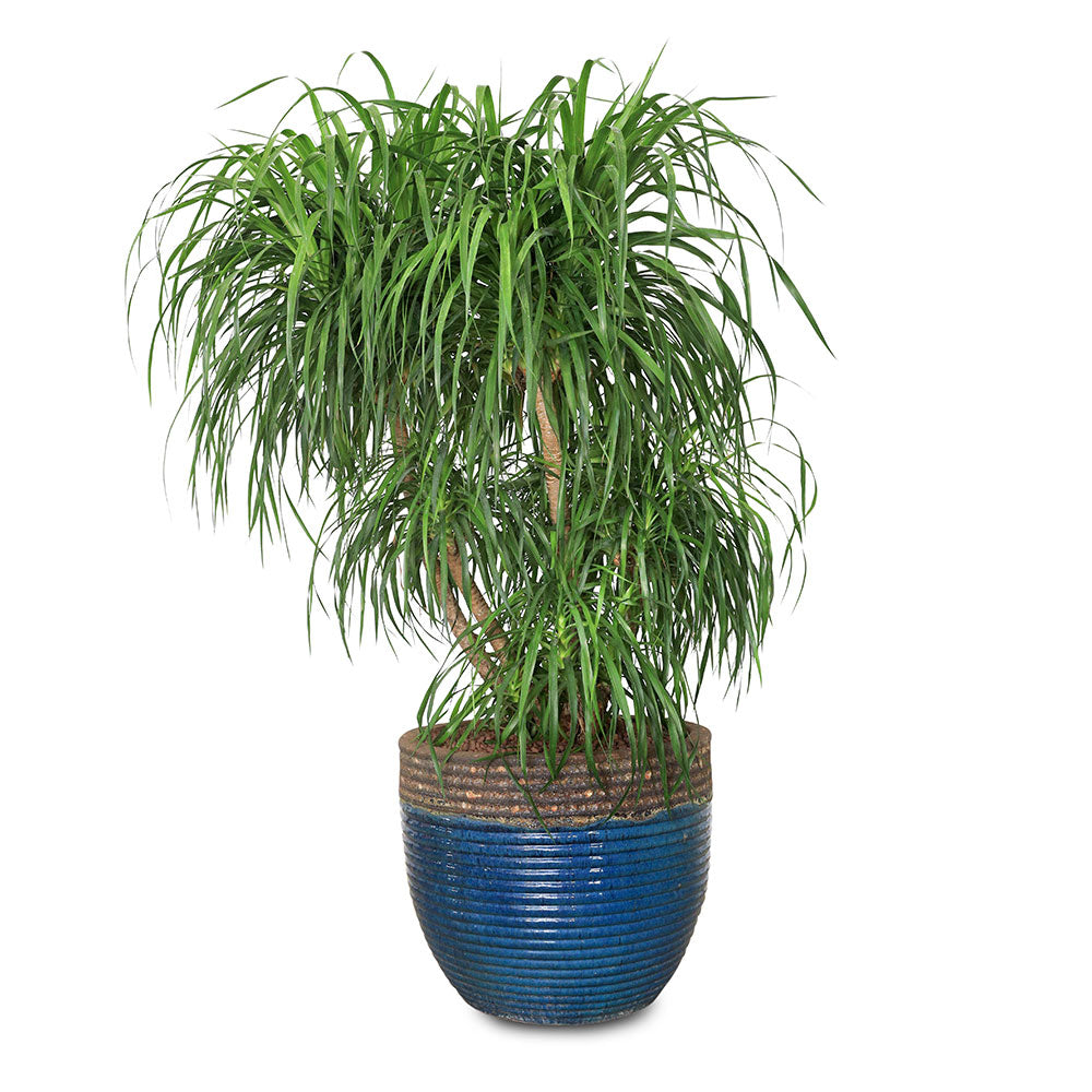 DRACAENA DRACO BRANCHED IN BROWN-GREEN POT -تناغم مثالي بين جمال دراسينا دراكو المتفرعة وأناقة حوض فرانكا بني-أخضر