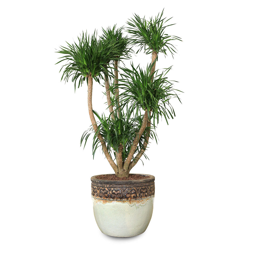 DRACAENA DRACO BRANCHED IN BROWN-WHITE CERAMIC POT - تجمع مثالي بين جمال دراسينا دراكو المتفرعة وأناقة الحوض