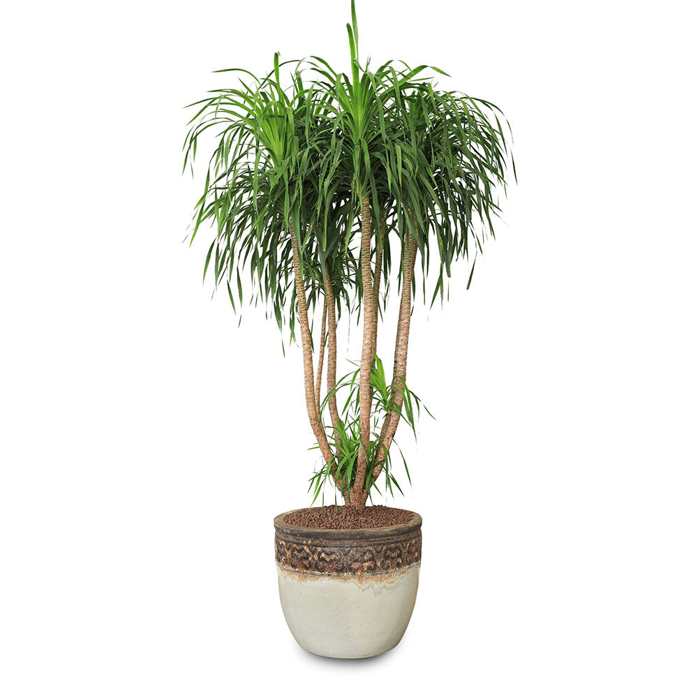 DRACAENA DRACO BRANCHED IN MACELO BROWN-WHITE CERAMIC POT - عصير يجمع بين جمال دراسينا دراكو المتفرعة وأناقة حوض ماسيلو بني-أبيض السيراميك. 