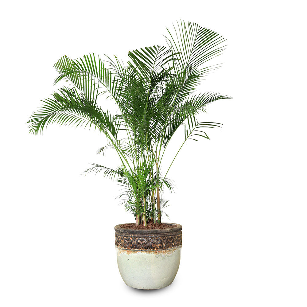 CHRYSALIDOCARPUS LUTESCENS IN BROWN-WHITE CERAMIC POT - تميز بجمال نخلة الاريكا في حوض ماسيلو بني-أبيض السيراميك الراقي