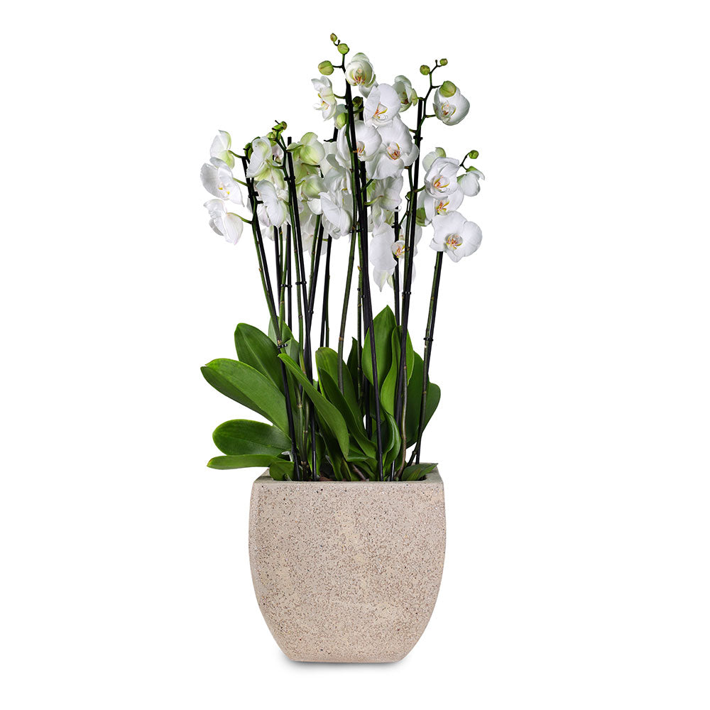 WHITE ORCHID IN SQUARE QUAN SANDY FIBER POT -  أوركيد في حوض فايبر