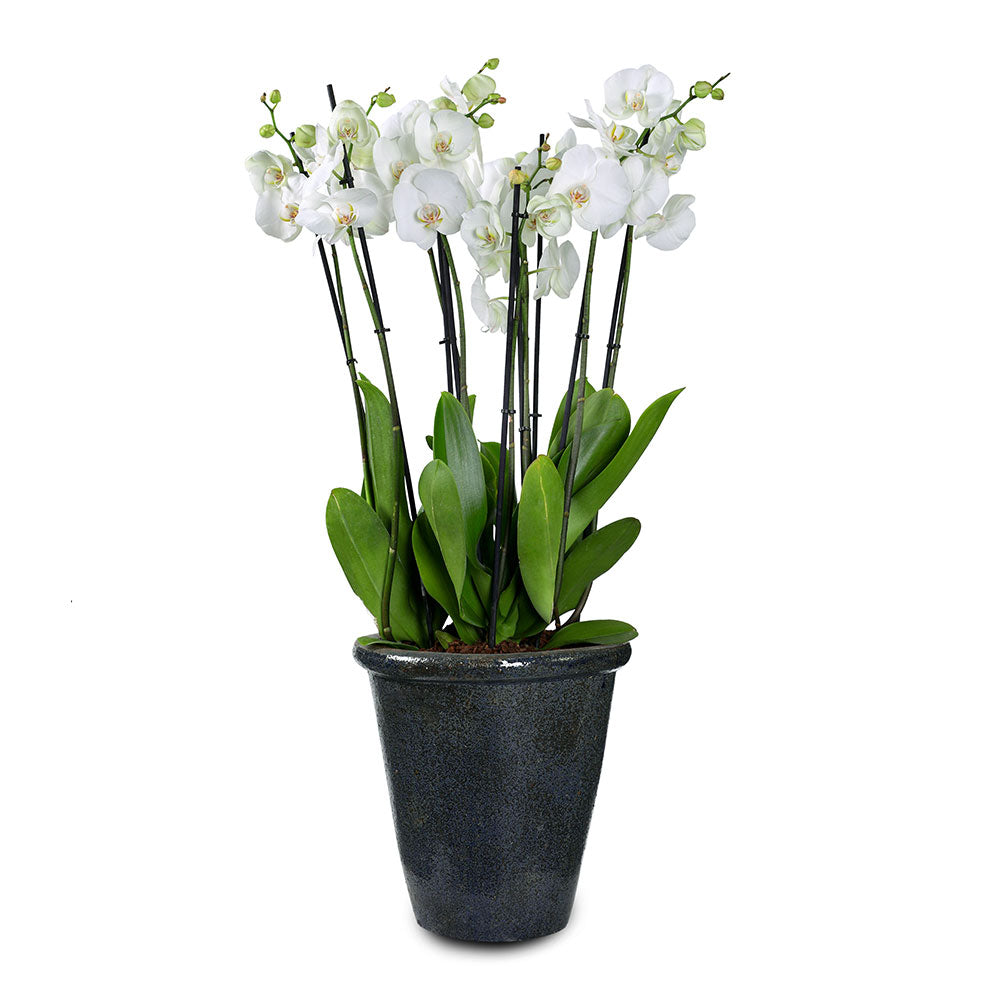 ORCHIDS IN GALLEGOS PLANTER - أوركيد في حوض جاليجوس