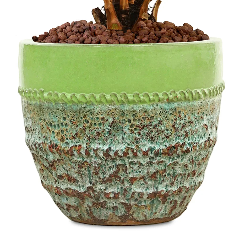 ليفستونيا الصينية في حوض ألتيروسا الأخضر - ارتفاع 200 سم