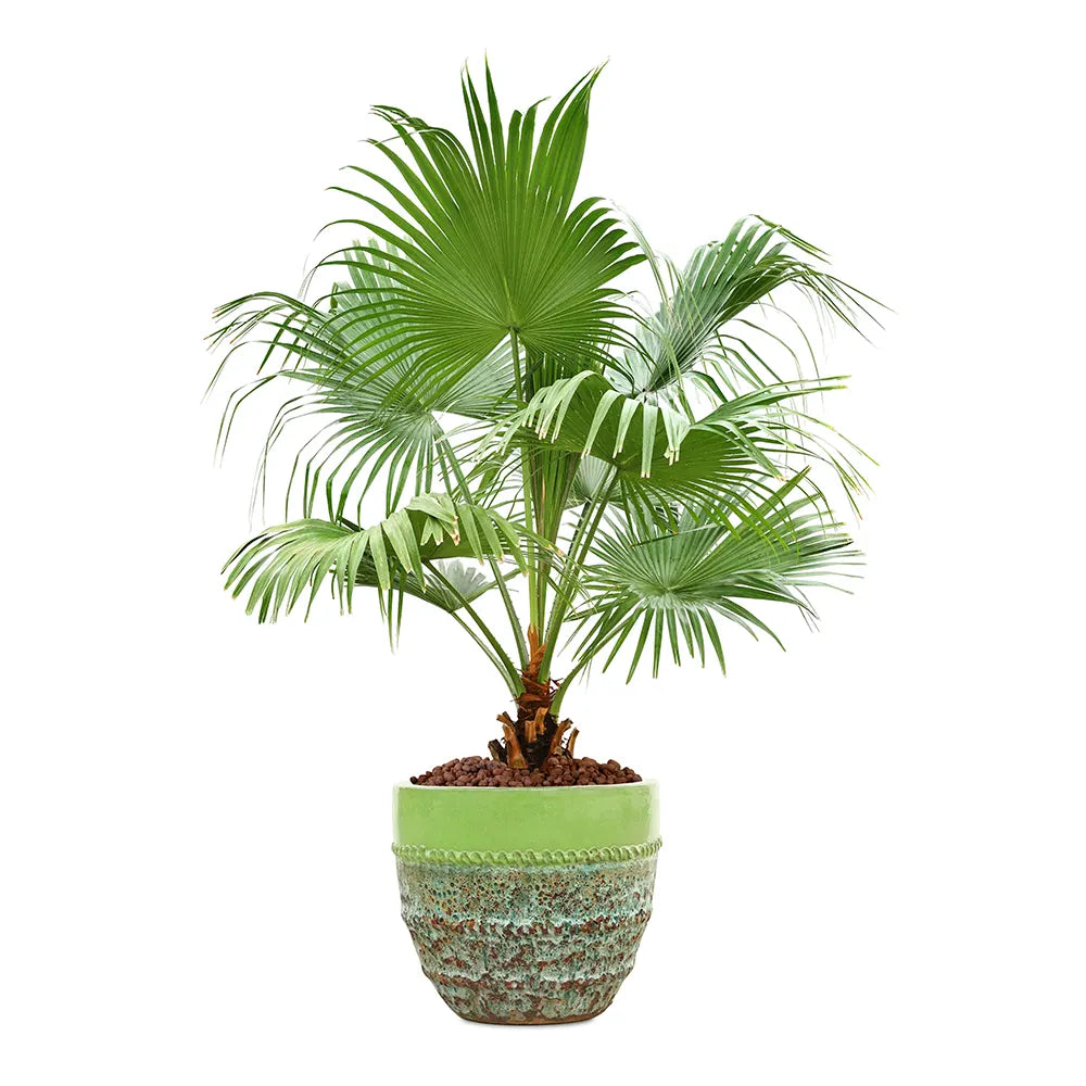 ليفستونيا الصينية في حوض ألتيروسا الأخضر - ارتفاع 200 سم