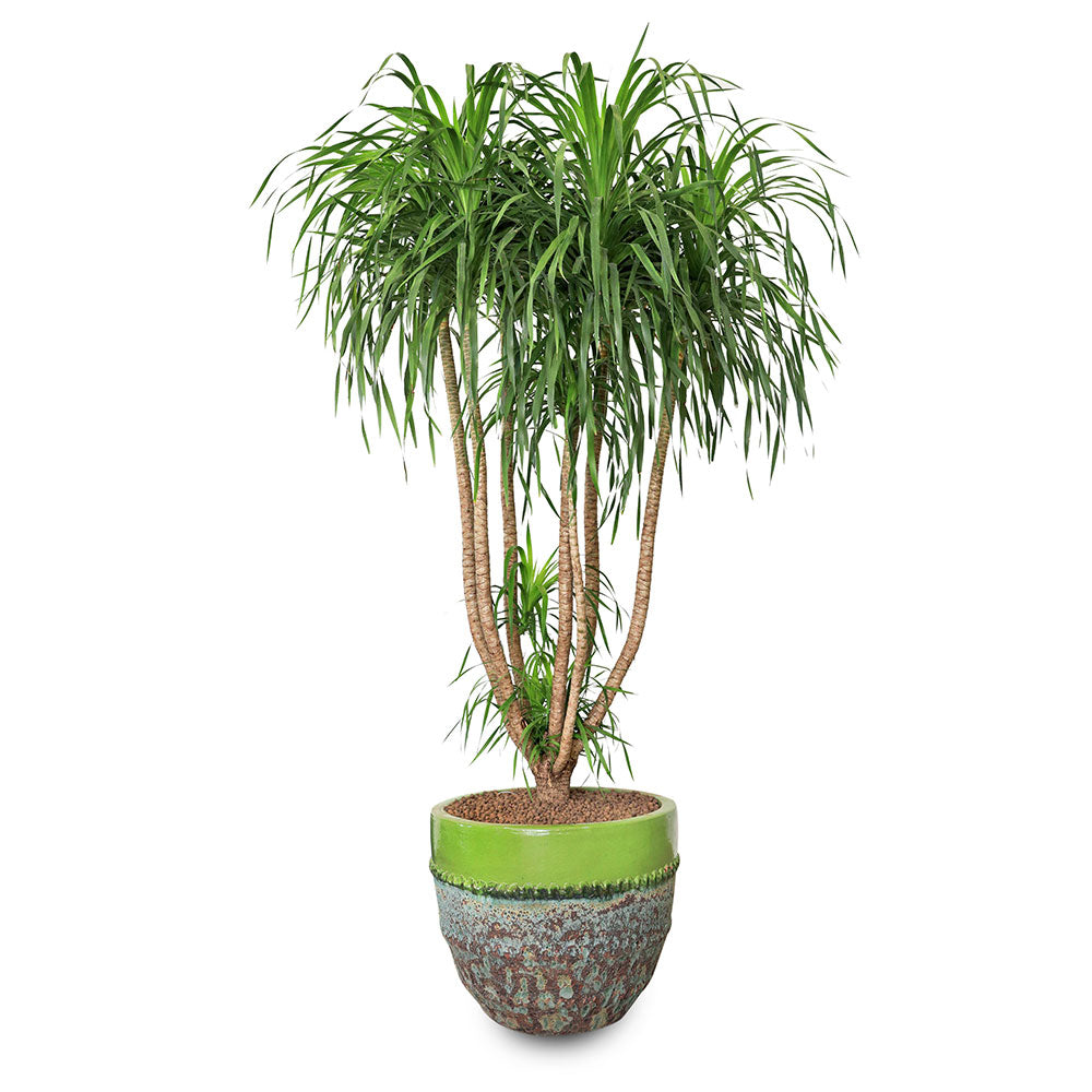 DRACAENA DRACO BRANCHED IN MINT-MIST GREEN POT - دراسينا دراكو المتفرعه في حوض السيراميك