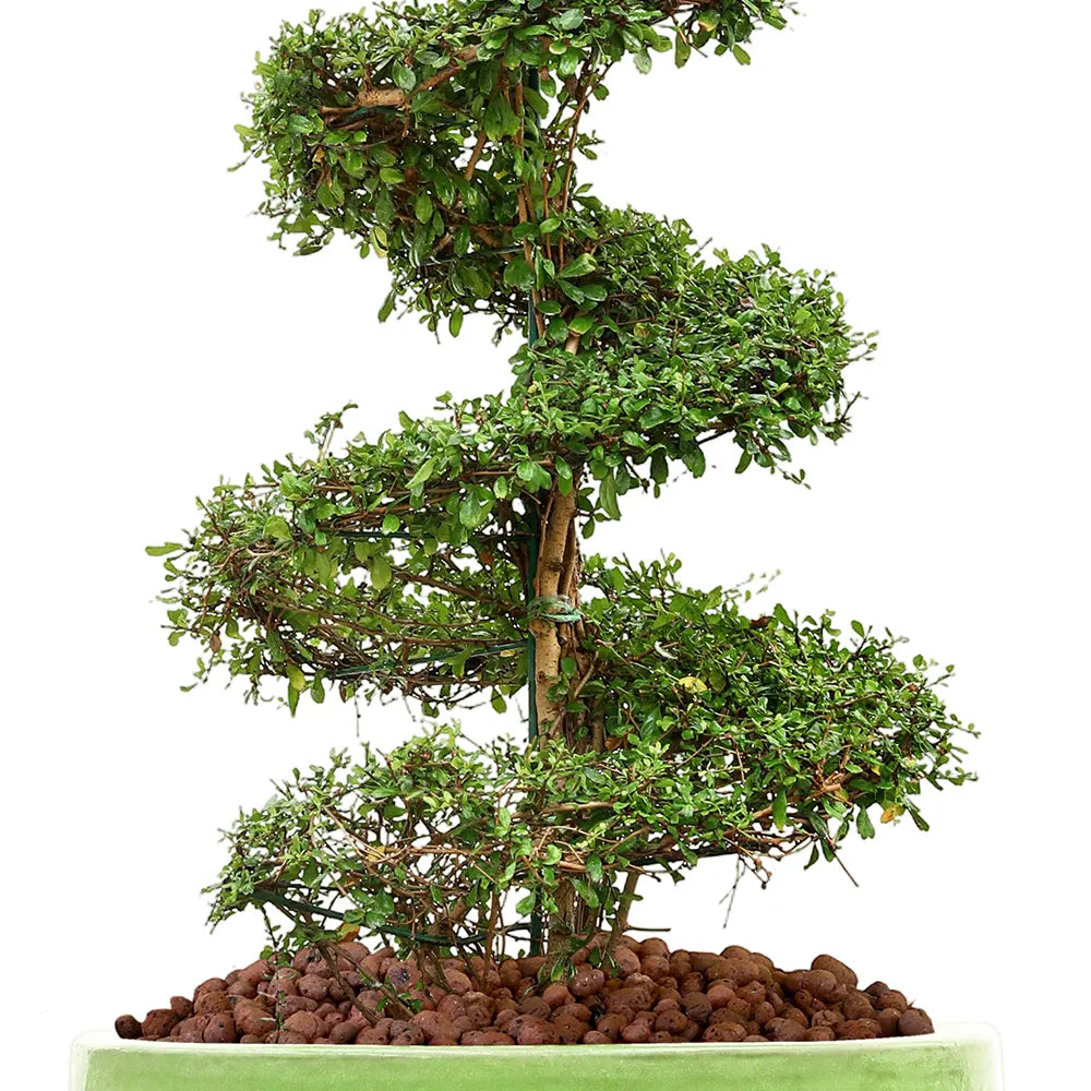 كارمونا ميكروفيلا في حوض ألتيروسا الأخضر - ارتفاع 230 سم