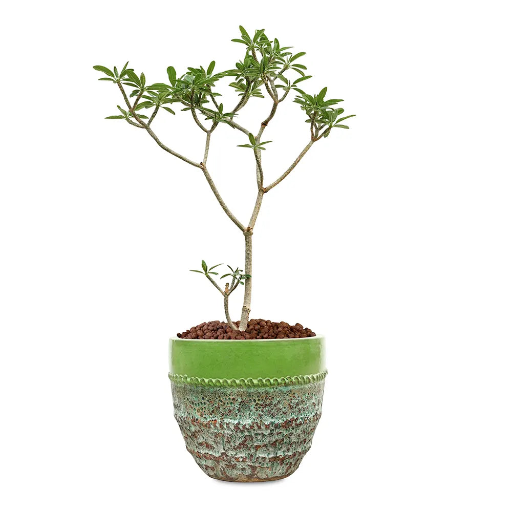 بلوماريا (فتنة) في حوض  ألتيروسا الأزرق الفاتح - ارتفاع 150 سم