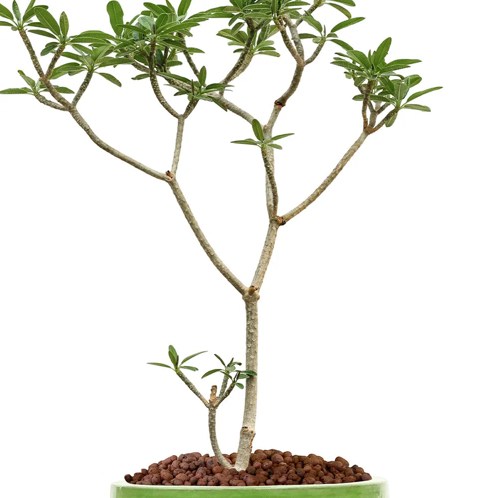 بلوماريا (فتنة) في حوض  ألتيروسا الأزرق الفاتح - ارتفاع 150 سم