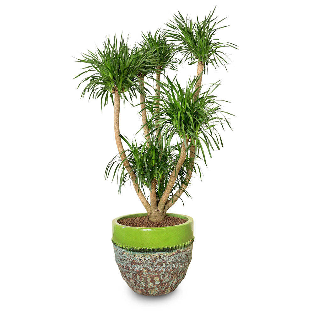 DRACAENA DRACO BRANCHED IN MINT-MIST GREEN PLANTER - دراسينا دراكو المتفرعه في حوض سيراميك فاخر 