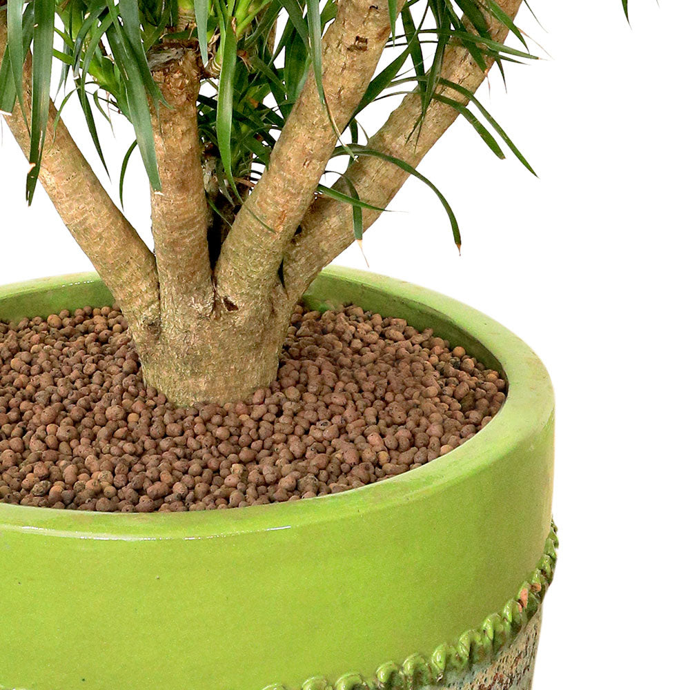 DRACAENA DRACO BRANCHED IN MINT-MIST GREEN PLANTER - دراسينا دراكو المتفرعه في حوض سيراميك فاخر 